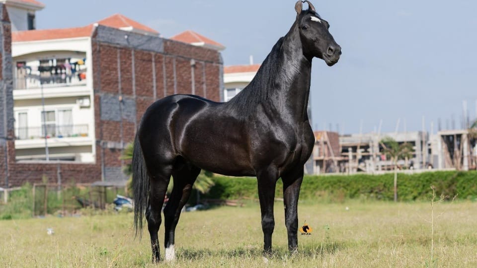 Shahbaz horse from Mohali is worth Rs 15 crore at Pushkar fair