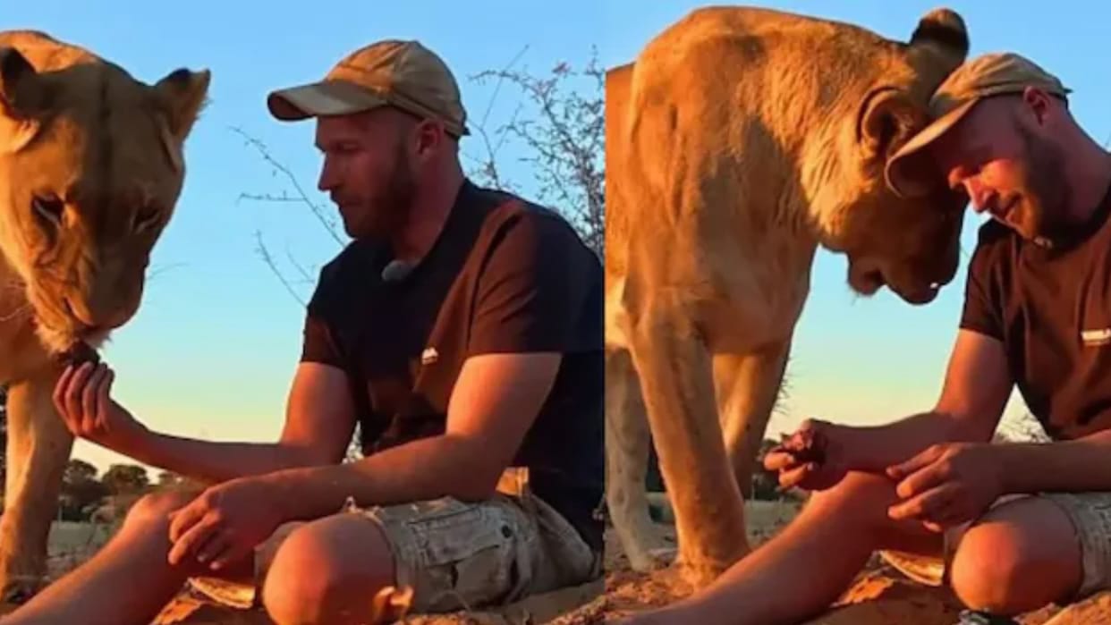 Man removes meat from lioness kill, makes barbecue then what happens will surprise you Video Viral
