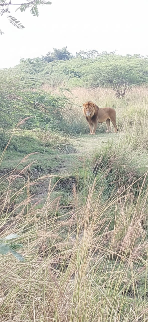 Barabanki: Babbar lion created using AI in Deva forest, forest department in a state of panic for eight hours;