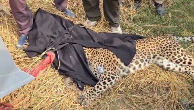 leopard trapped in a hunter net near a village was rescued by a forest department team in Pilibhit