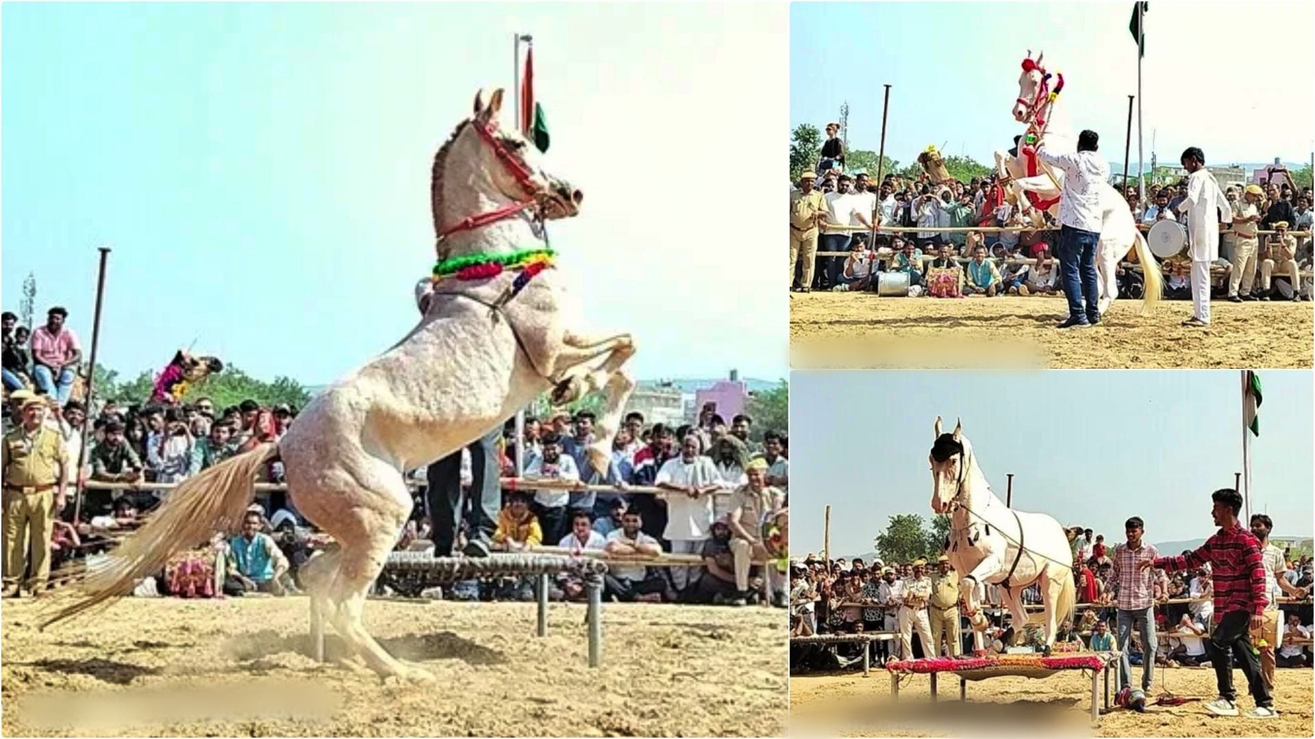 ढोल की थापों पर थिरके घोड़े