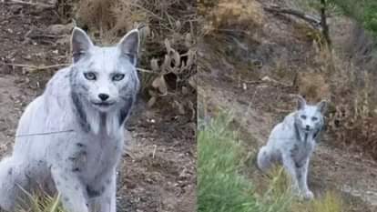 यहां पर दिखी रहस्यमयी बिल्ली, देखकर चौंक गए वैज्ञानिक