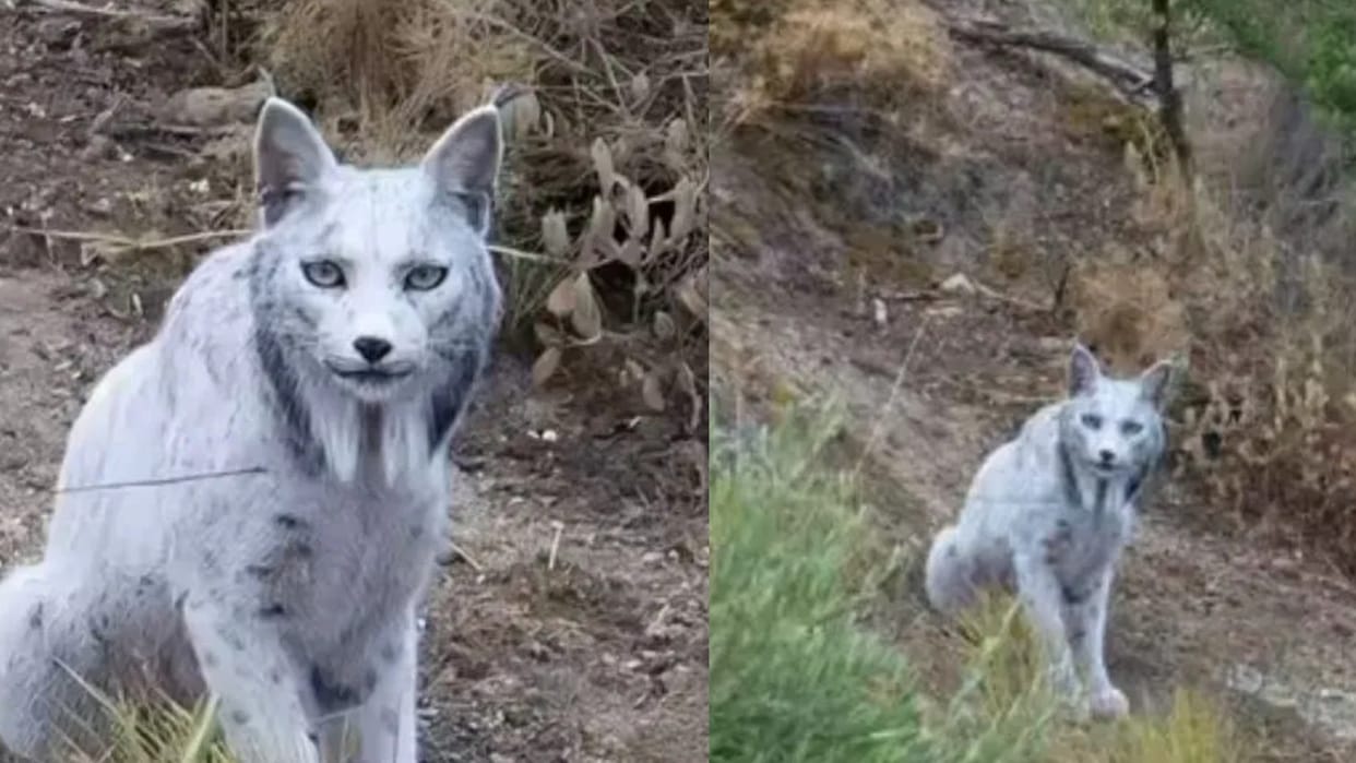 The White Ghost Of The Mediterranean Forest Video Of The Iberian Lynx Is Going Viral On Social Media