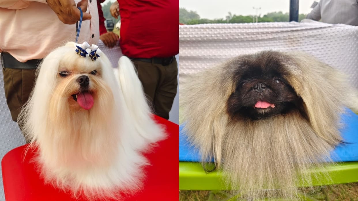 Dog show held at Bareilly IVRI People were stunned to see the world's smallest dog