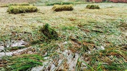 Montha destroys 45% of paddy crop dashing hopes of a good yield skies remain overcast