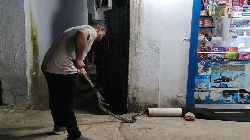 Unique black and white snake measuring 5 feet was seen sitting among ration items