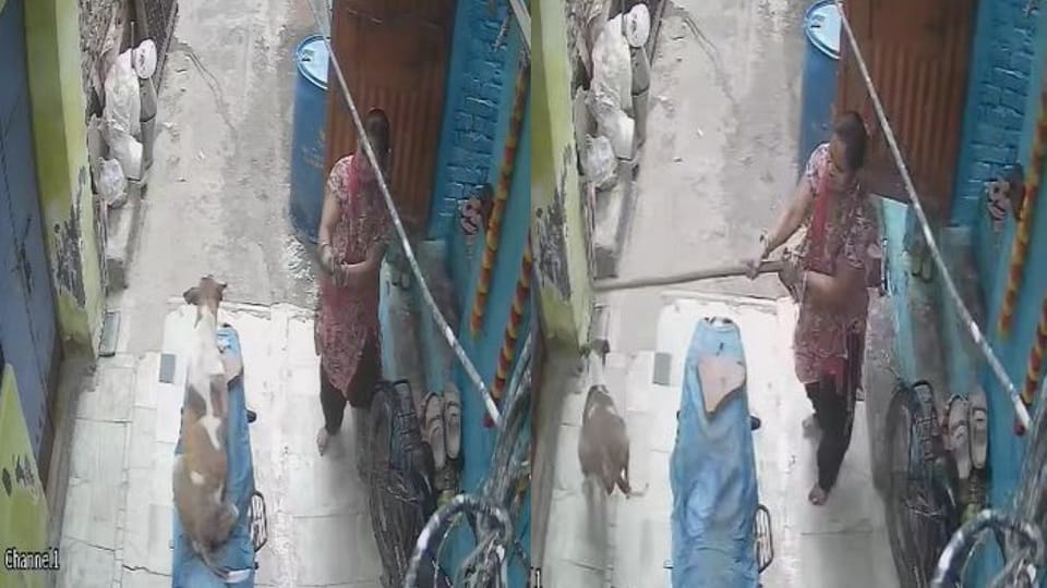 Dog injured by stick dies during delivery
