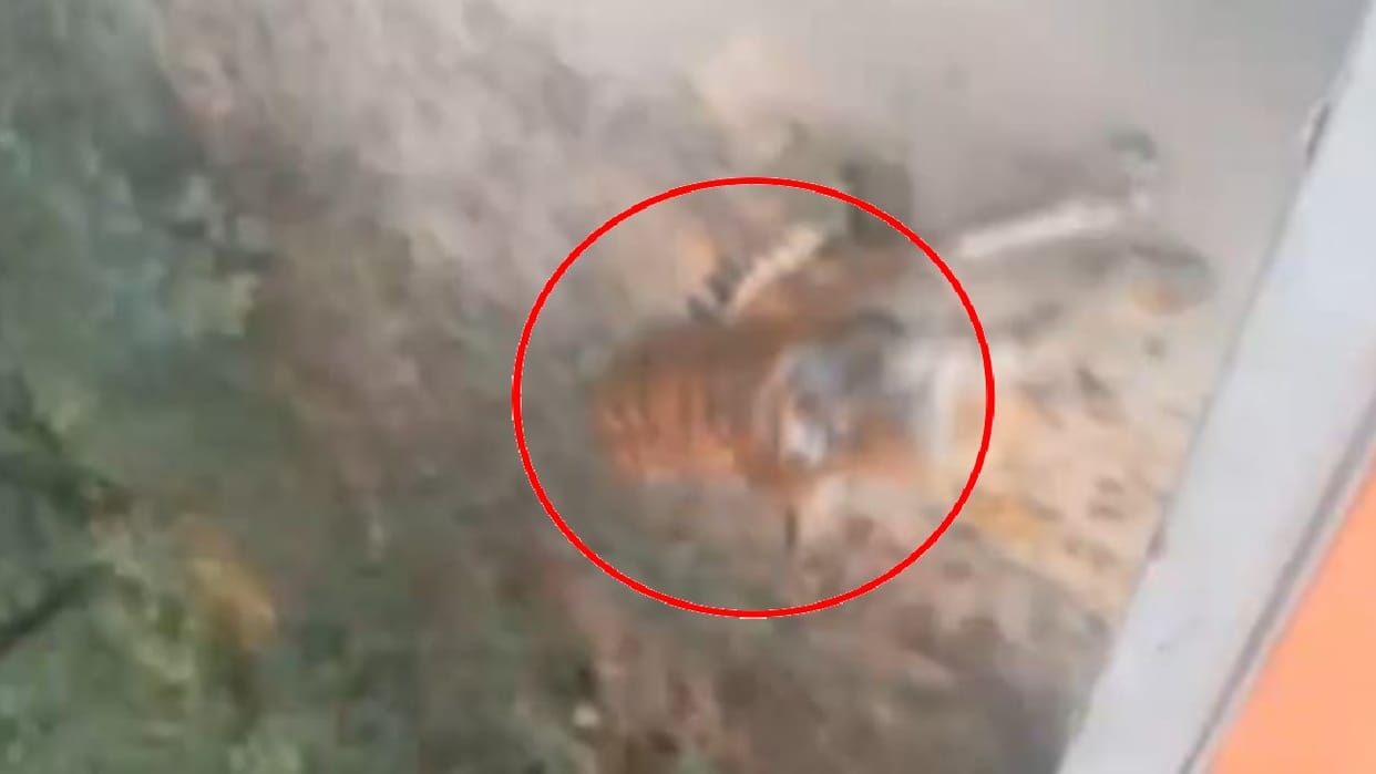 Tiger attacks jungle safari vehicle terrifying tourists in Pilibhit Tiger Reserve