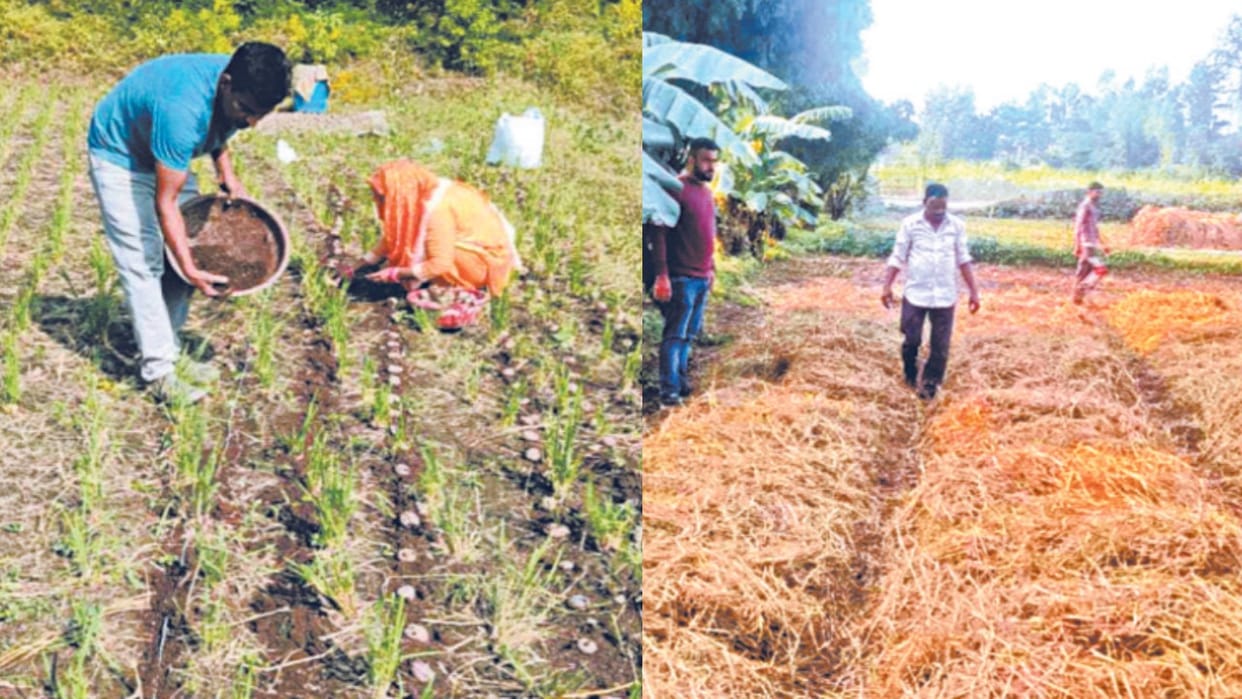 Potatoes can be grown in stubble; just place the seeds on the ground, eliminating the hassle of tilling the f
