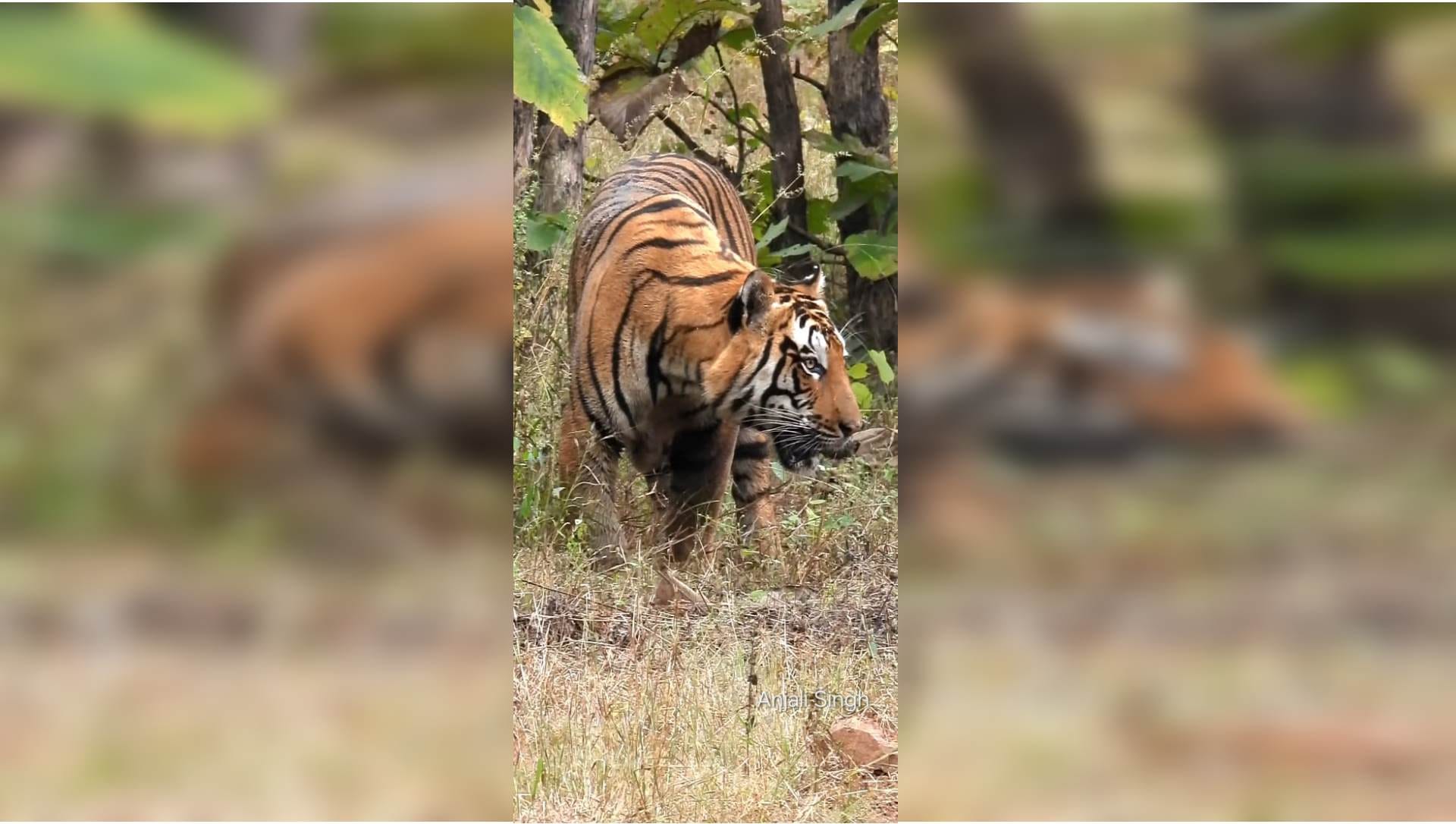 Raisen News: Tourists captured the fun of the tiger on camera in Ratapani Sanctuary.