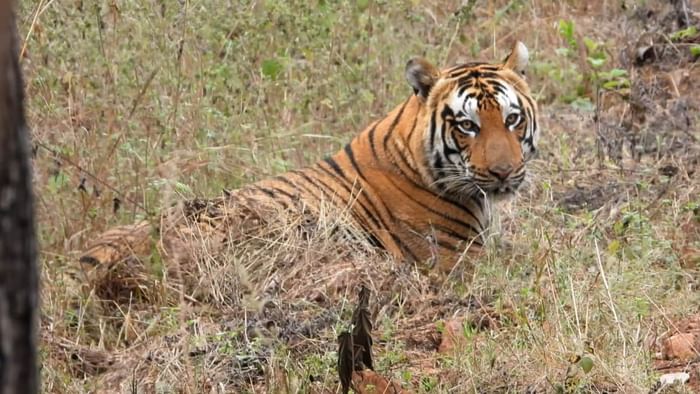 Raisen News: Tourists captured the fun of the tiger on camera in Ratapani Sanctuary.