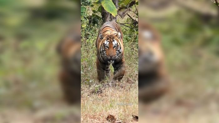 Raisen News: Tourists captured the fun of the tiger on camera in Ratapani Sanctuary.