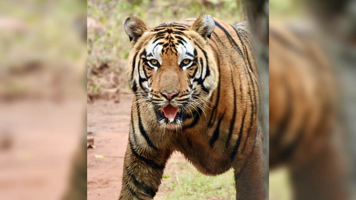 Raisen News: Tourists captured the fun of the tiger on camera in Ratapani Sanctuary.