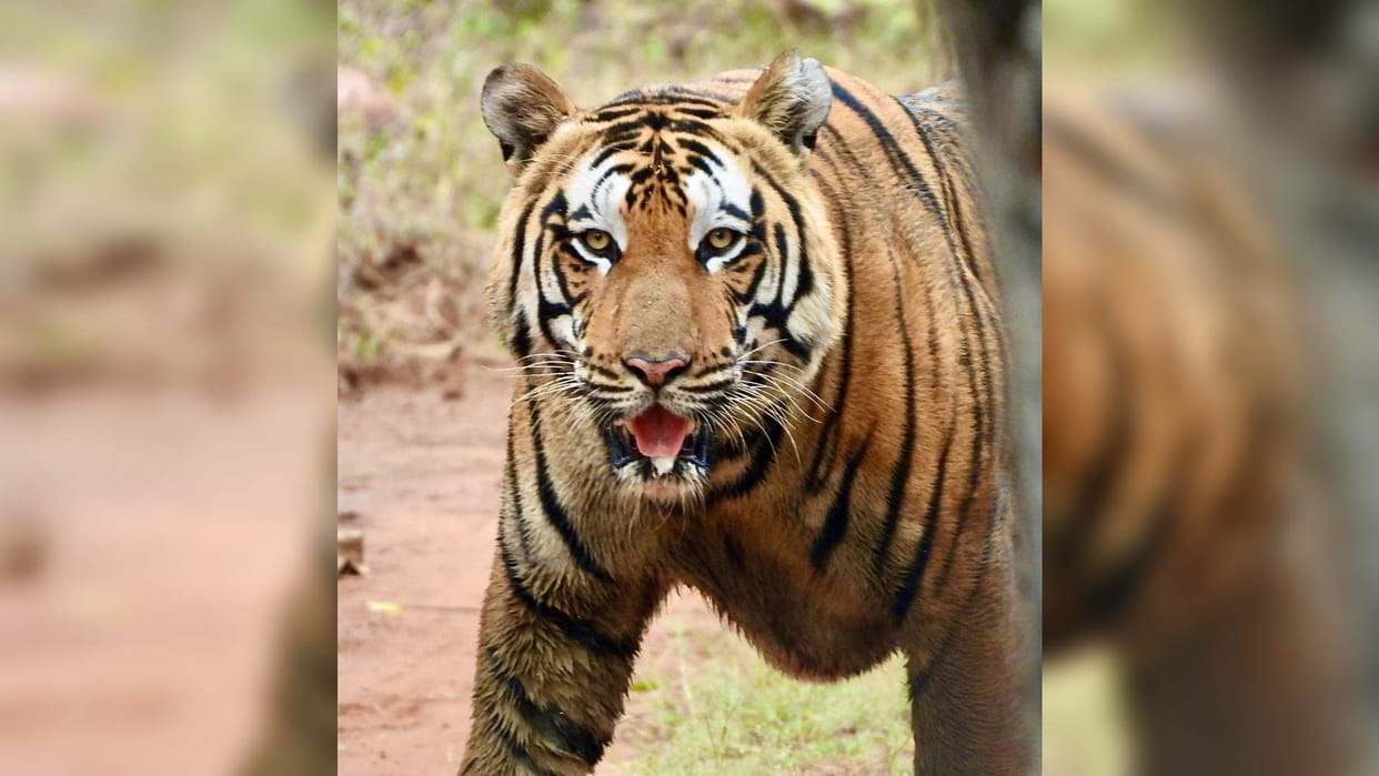 Raisen News: Tourists captured the fun of the tiger on camera in Ratapani Sanctuary.