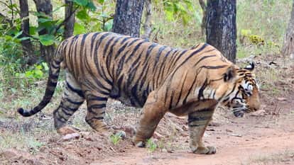 Shahdol tiger poaching case: Two accused arrested