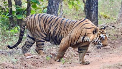 Raisen News: Tourists captured the fun of the tiger on camera in Ratapani Sanctuary.