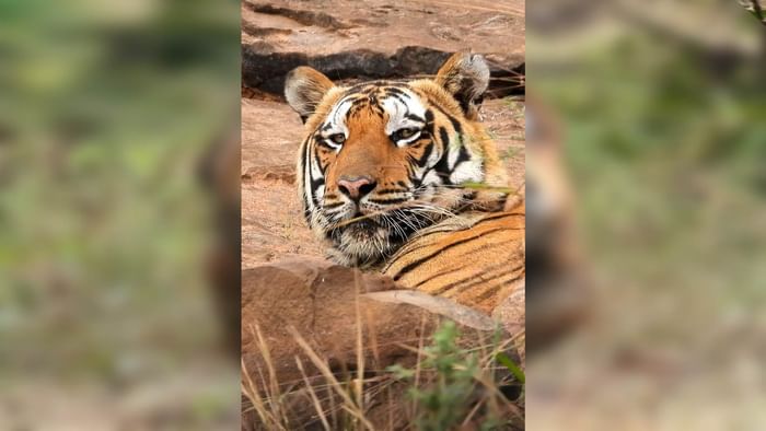 Raisen News: Tourists captured the fun of the tiger on camera in Ratapani Sanctuary.