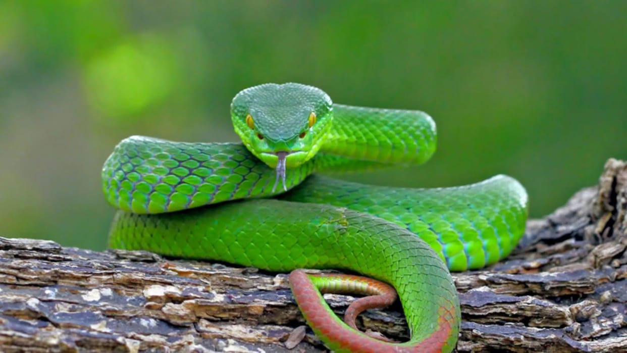 Where Flying snakes are found  and Why People Fear Them udne wala saap kaha paya jata hai