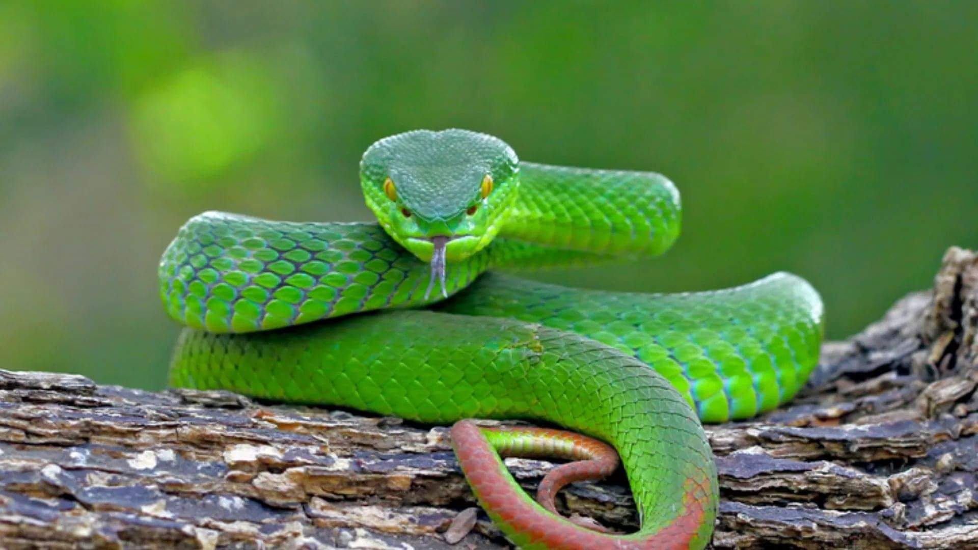 Where Flying snakes are found  and Why People Fear Them udne wala saap kaha paya jata hai