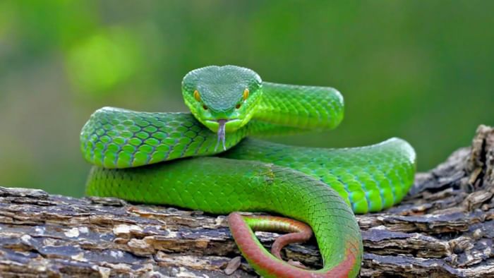 Flying Snakes: इन देशों में  मिलते हैं उड़ने वाले सांप, ऊपर से गुजरने पर घट जाती है लंबाई? जानिए क्या है सच Where Flying snakes are found  and Why People Fear Them udne wala saap kaha paya jata hai