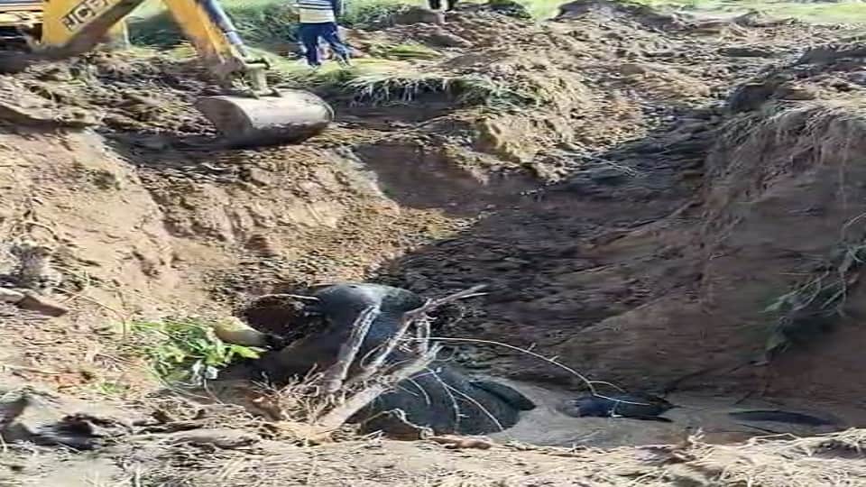 Major tragedy averted in Balodabazar Successful rescue of four elephants that fell into a well in Hardi villag