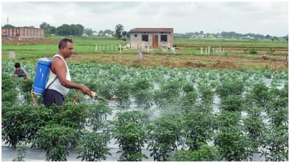 Farming Rabi Season Sowing takes pace in Pulses and Oilseeds Weather helping Farmers Paddy reduced news update