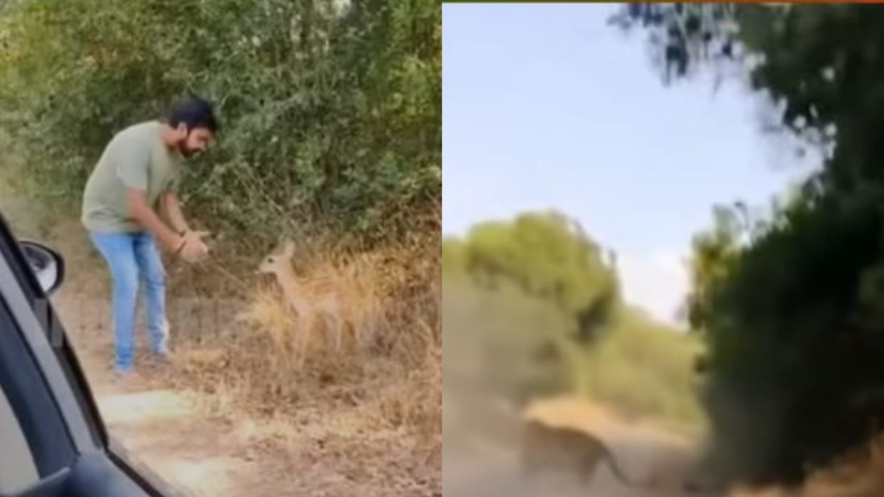 A man was playing with a deer when a tiger pounced from behind the bushes AI Video goes Viral on Internet