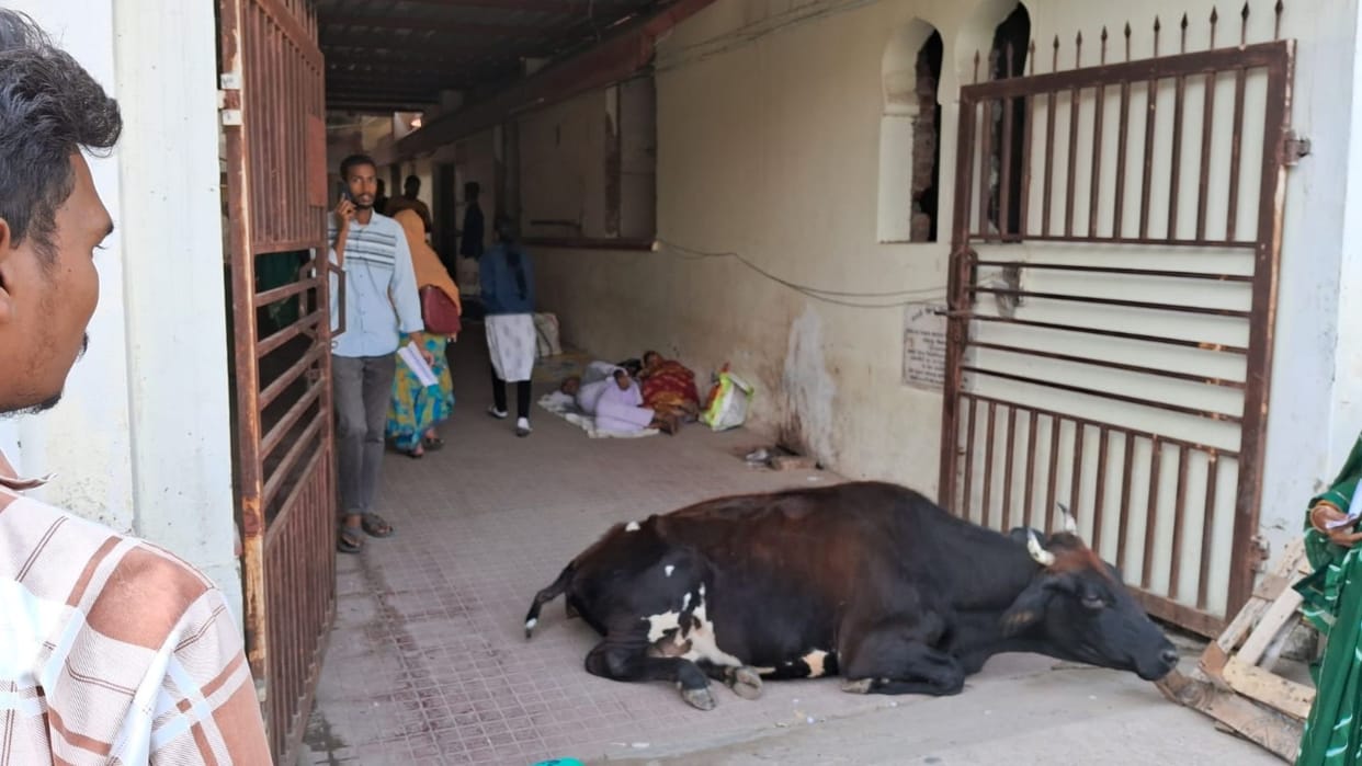 Cows roamed the BHU hospital's OPD, while stray dogs slept