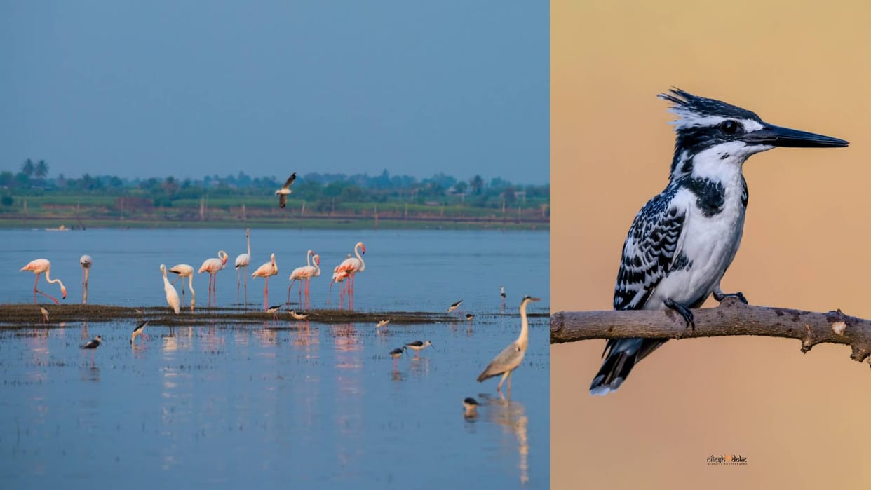 indian forest world Bhigwan Wetland in Maharashtra
