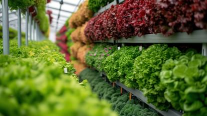 China's Vertical Farming Goes Viral Growing Rice And Vegetables On Walls - Amar Ujala Hindi News Live - Ajab-gajab:इस देश में दीवारों पर खेती करते हैं लोग, धान, गेहूं और उगाते हैं