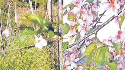 Climate change: Spring flowers bloom on apple and guava trees in autumn