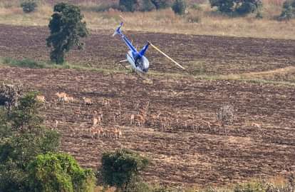 MP News: Country's first high-tech wildlife capture operation carried out in Madhya Pradesh, 846 blackbucks an