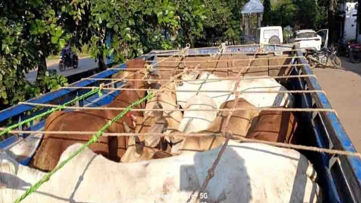 17 cattle loaded in two pickup trucks seized at the forest department barrier, one accused arrested in Raigarh