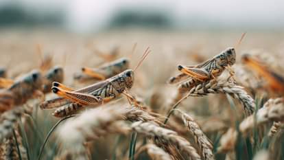 Millions Died in China Due to Locust Swarms History Interesting Facts Explained in Hindi