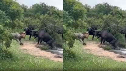 Seeing a buffalo alone the lion was trying to hunt it, then a herd of buffaloes came from behind Video Viral