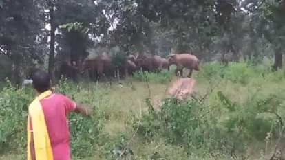 Elephants destroyed farmers' crops in Korba.