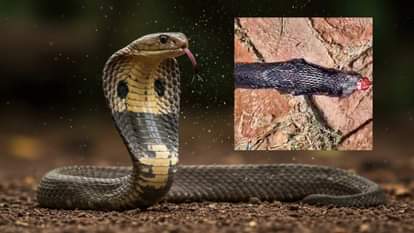 man bit off cobra hood snake killed bravery hardoi up news in hindi