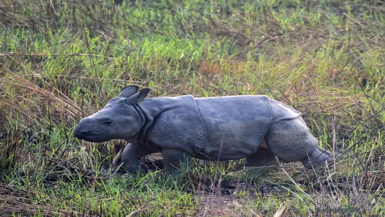 Riddhi the rhino gave birth to a baby in Dudhwa National Park