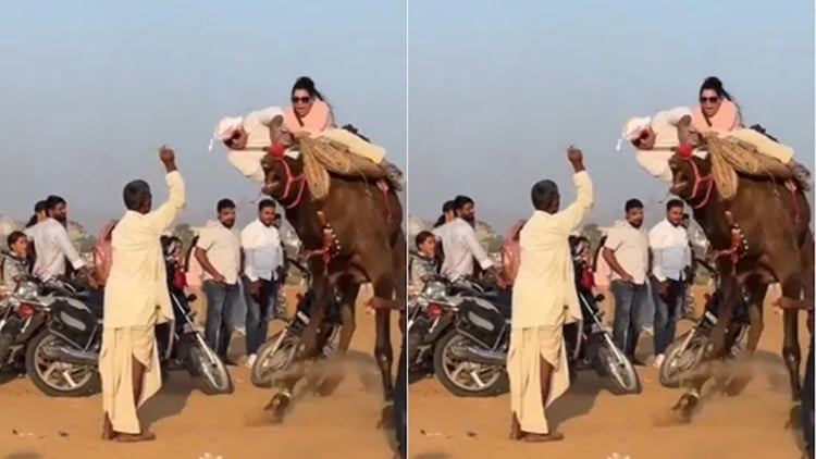Viral Video:ऊंट की सवारी करने बैठा कपल, अचानक ऐसे गिरा कि वीडियो देखते ...
