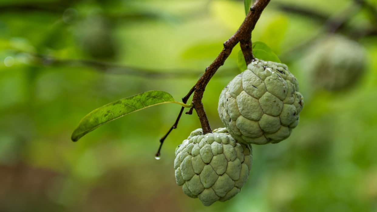 Everyone should eat these cheap and 'desi' fruits in winter they can maintain energy in the body