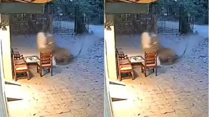 IFS अधिकारी ने बताई वीडियो की सच्चाई