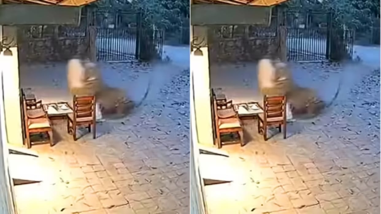 Tiger emerges from jungle and attacks guard grabs him in mouth and carries him away AI video goes Viral
