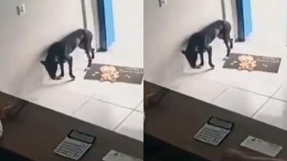 Injured dog goes to hospital on his own to get treated what happens next leaves people stunned Video Viral