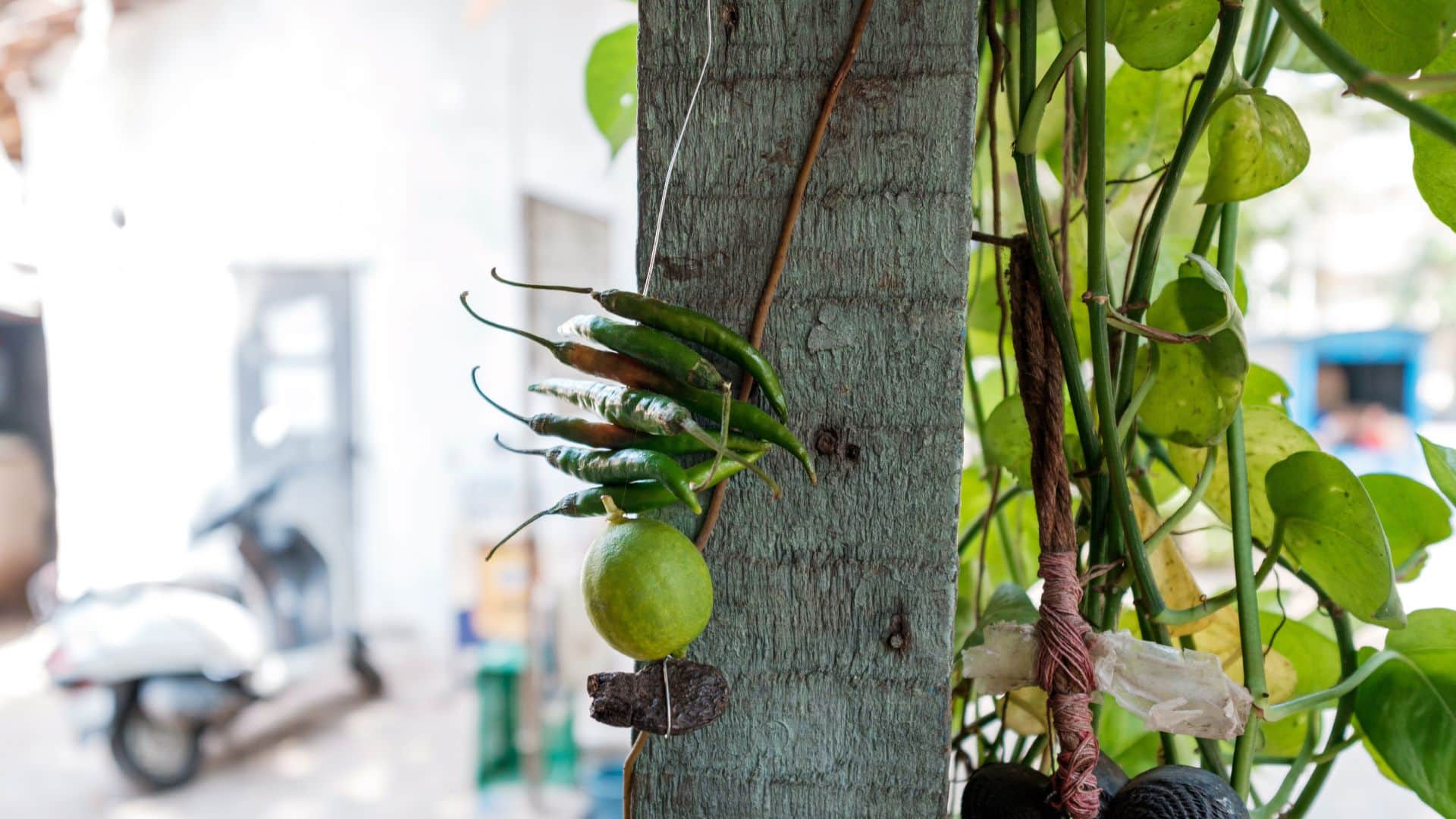 Why are lemon and chili peppers hung in shops and vehicles? Learn about their religious significance