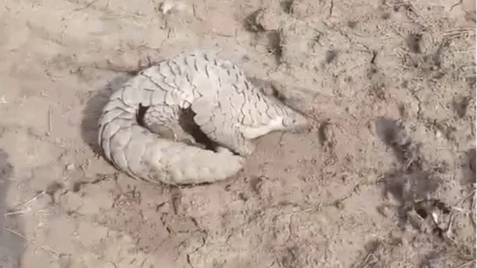 indore news: rescued pangolin from ratlam kept under 24-hour watch at ralamandal sanctuary, tourists banned
