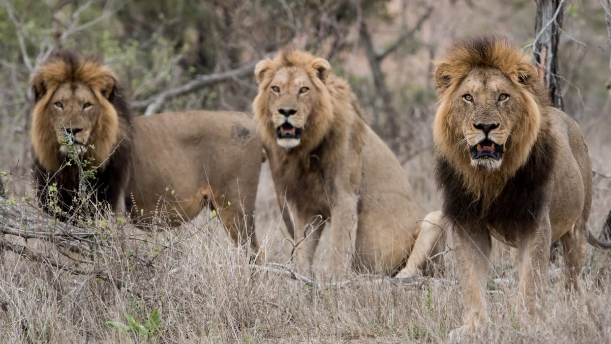 Why are 7 lions of the forest being given death penalty what is the reason behind this painful decision