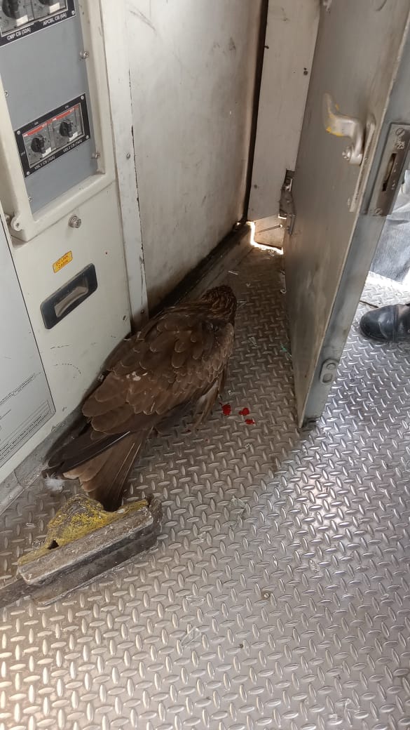 Eagle collides with moving train in Kashmir, loco pilot injured