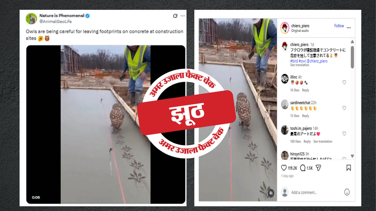 Fact Check: AI-generated video of an owl walking on a construction site shared as real