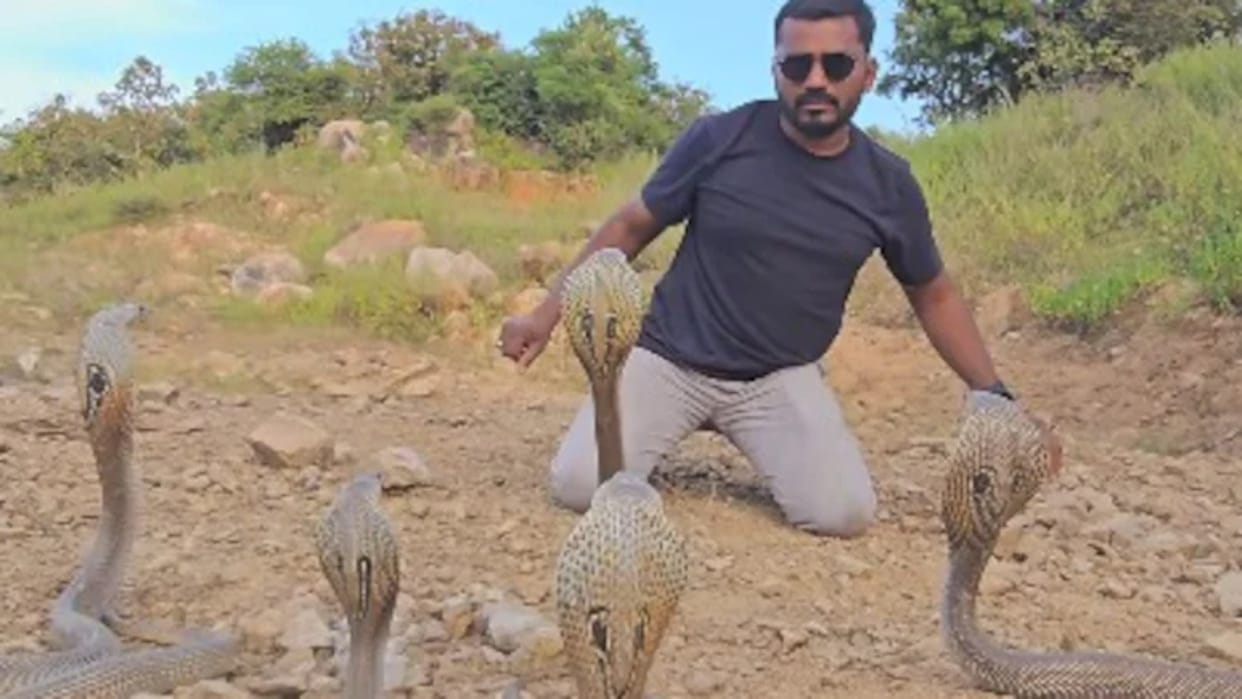 A man sitting in front of five dangerous king cobras risked his life trying to touch them Video goes Viral