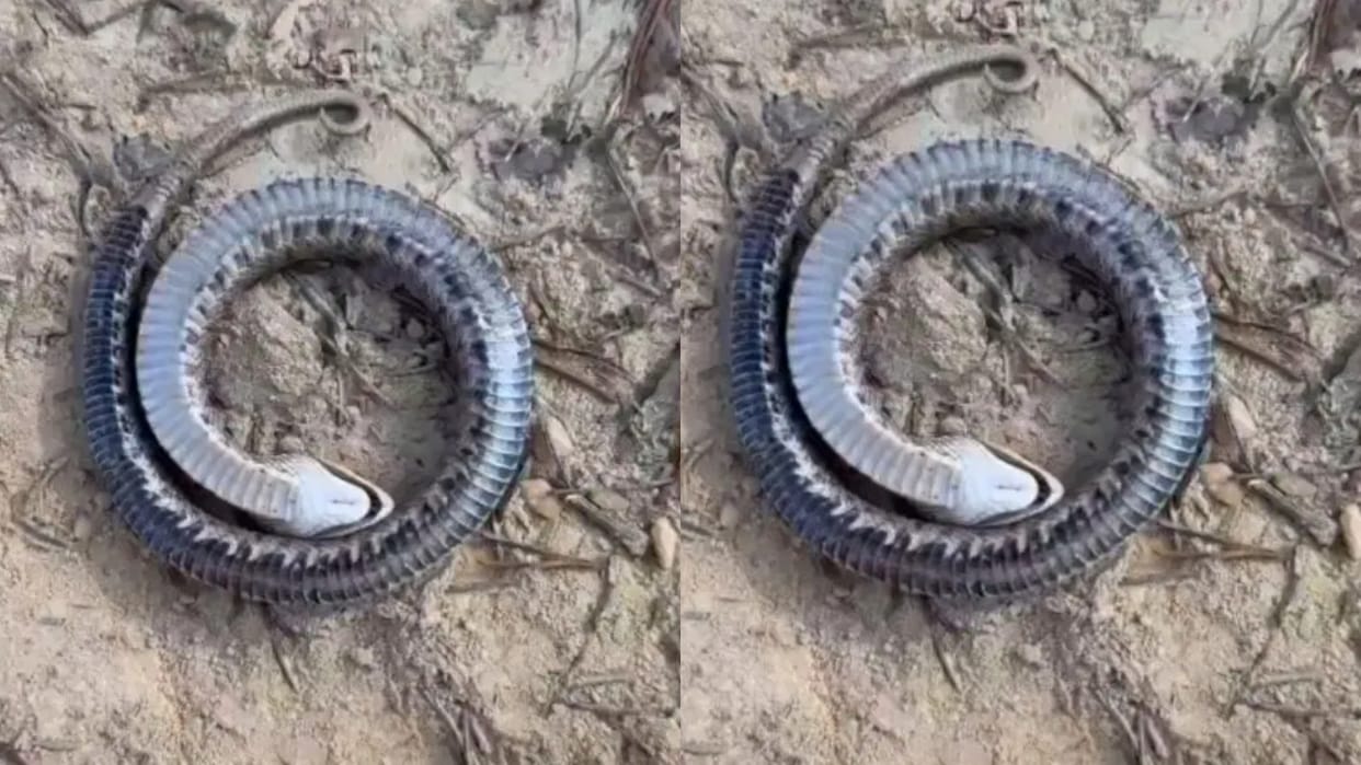Just look at this drama king snake who is acting dead in filmy style Video goes Viral on Internet